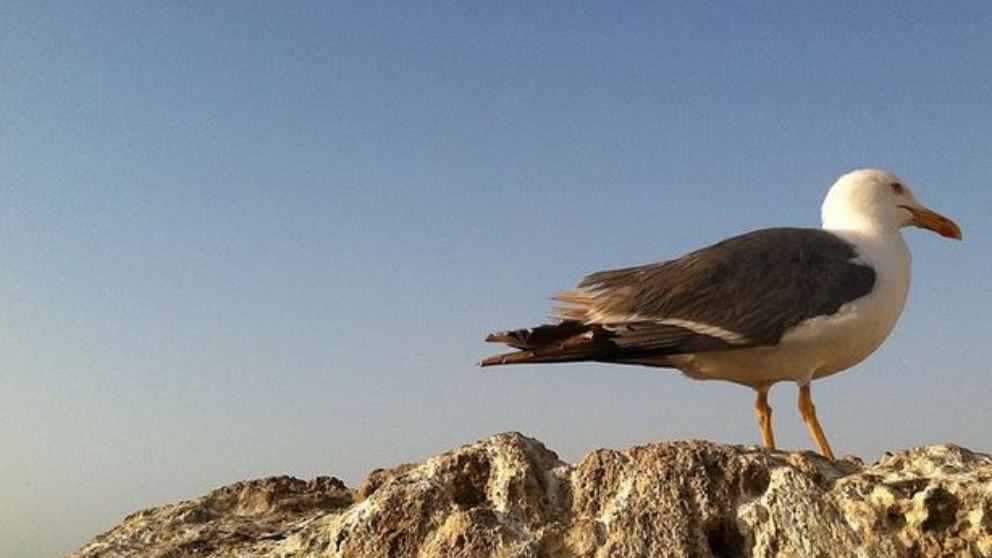 5 curiosidades de las gaviotas