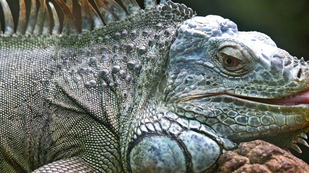 5 datos que no sabes sobre las iguanas