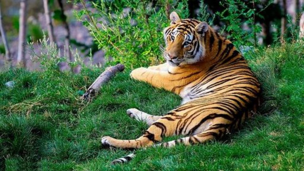 6 rasgos que tiene el tigre de Bengala