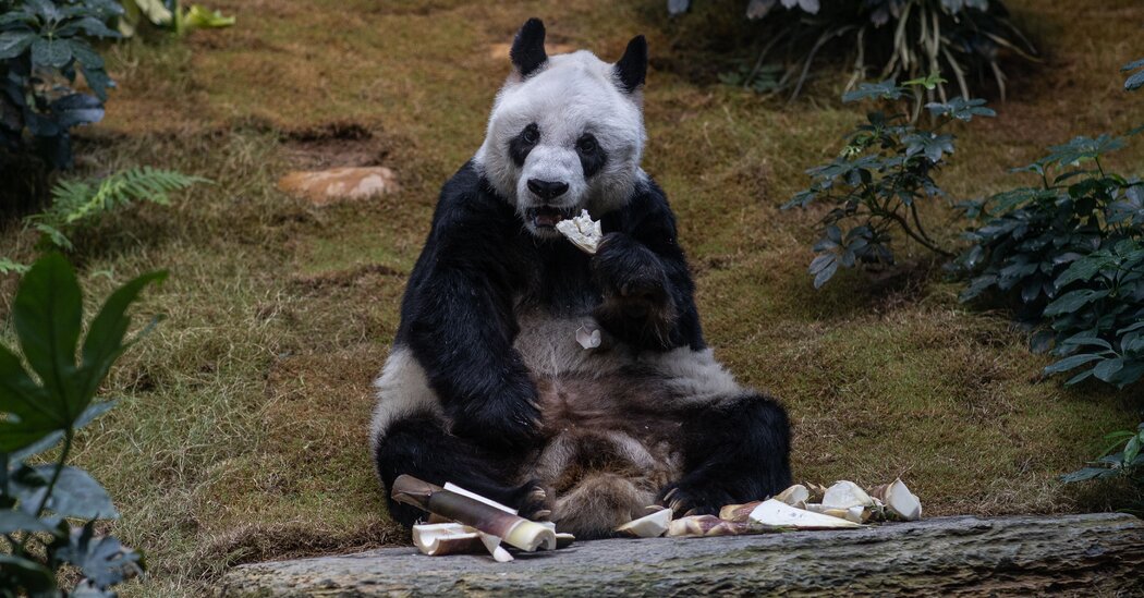 An An, el panda macho gigante más viejo del mundo en cautiverio, muere a los 35 años