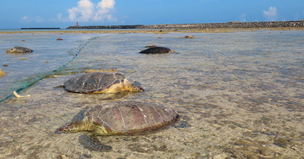 Apuñalamientos de tortugas marinas en Japón es poco probable que conduzcan a cargos
