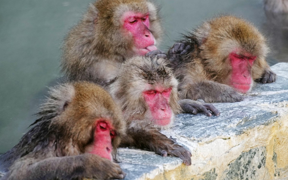 Banda de macacos atemoriza a ciudad japonesa; reportan 42 ataques