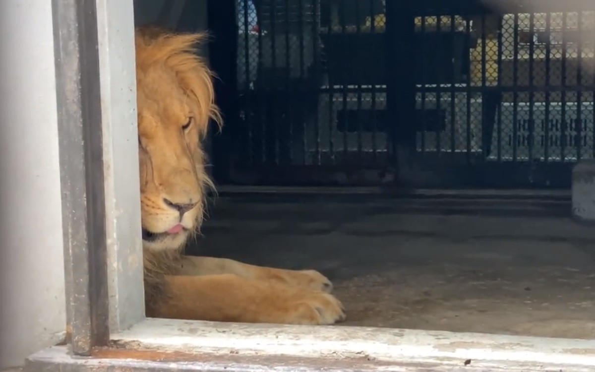 Black Jaguar | Ya son atendidos 4 leones en Chapultepec; llegan otros 4 felinos al zoológico