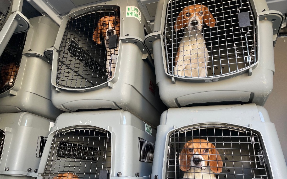 Buscan hogar para 4,000 beagles rescatados de un criadero en Virginia, EU