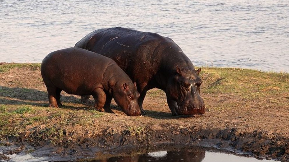 Cómo son los hipopótamos