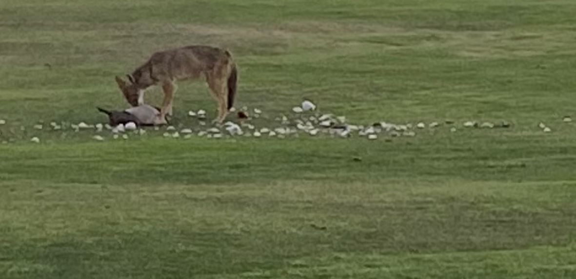 Coyotes se apoderan de campo de golf en Mountain View