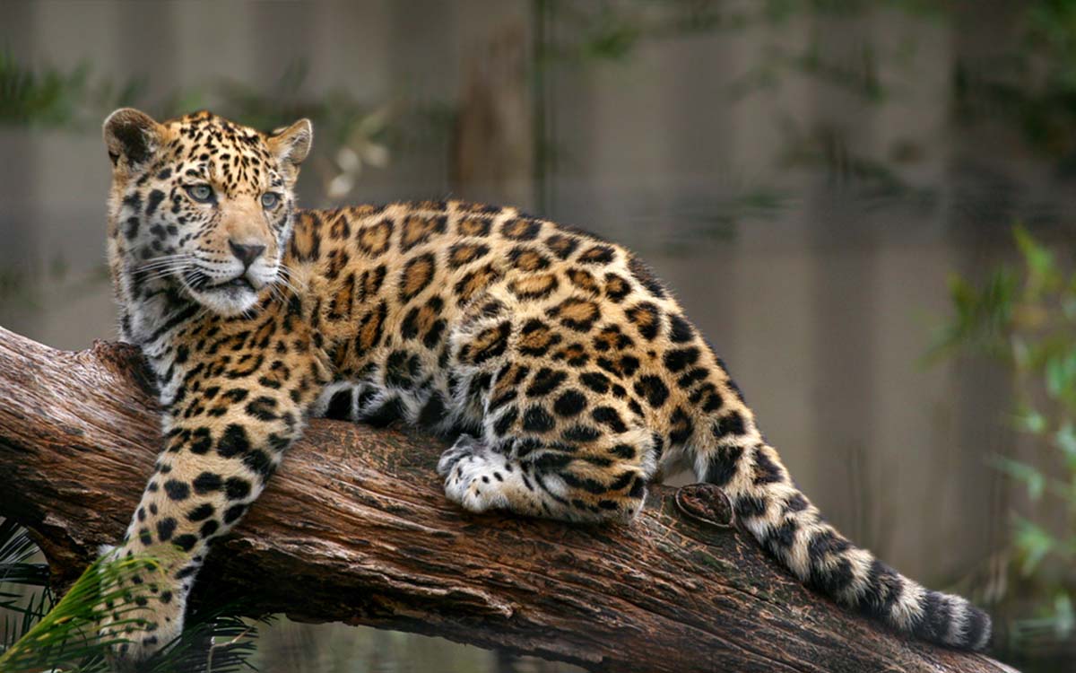 Declaran área natural protegida a la región Jaguar, en Tulum, Quintana Roo