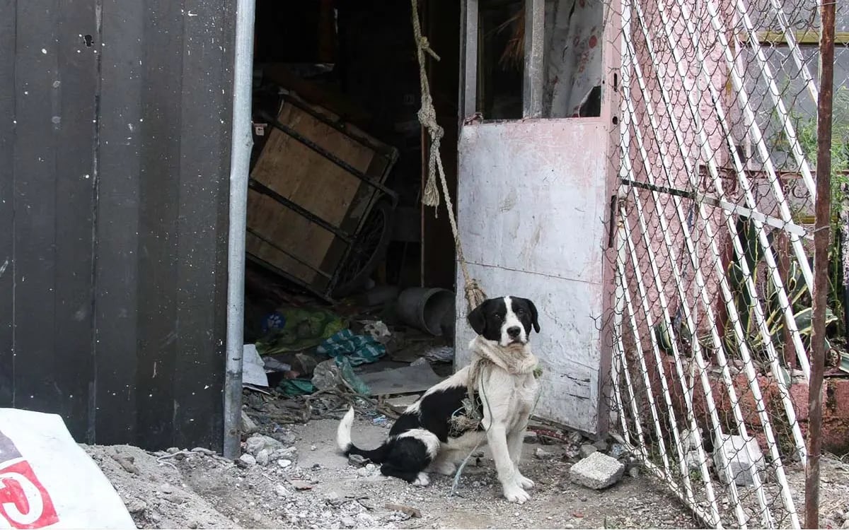 Día Mundial del Perro | Consejo Ciudadano ha atendido casi 18 mil denuncias por maltrato animal