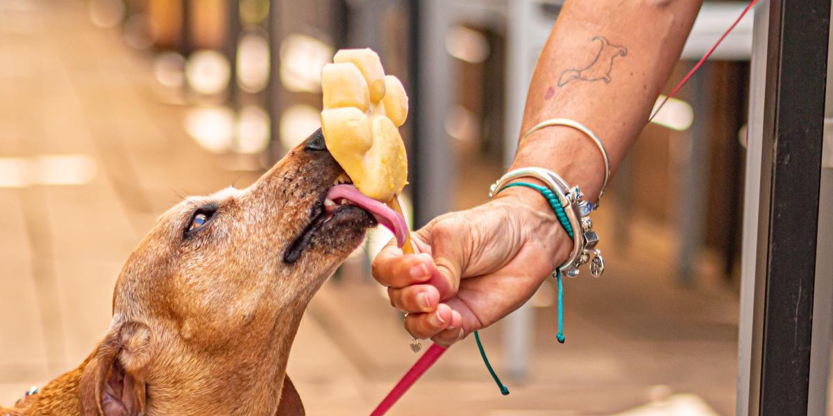 El restaurante 'Unlugar' ofrece también un menú para perros