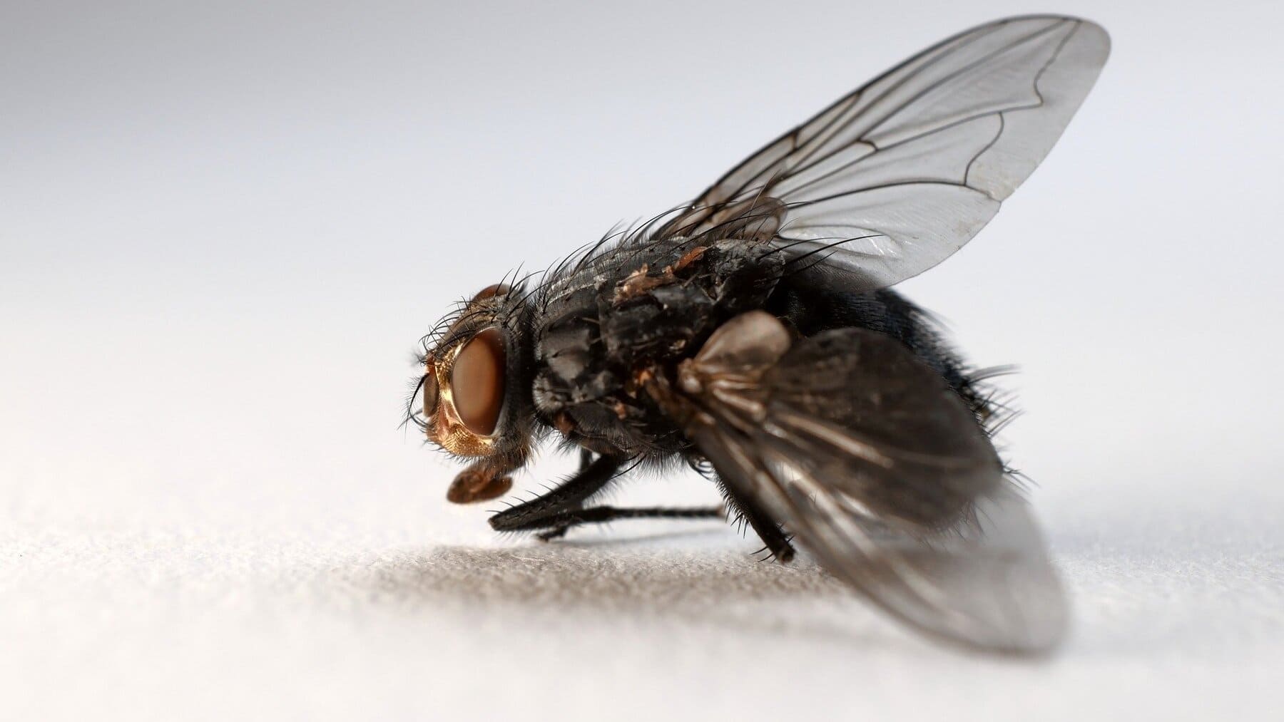 El significado real por el que hay moscas en tu casa y no es el calor