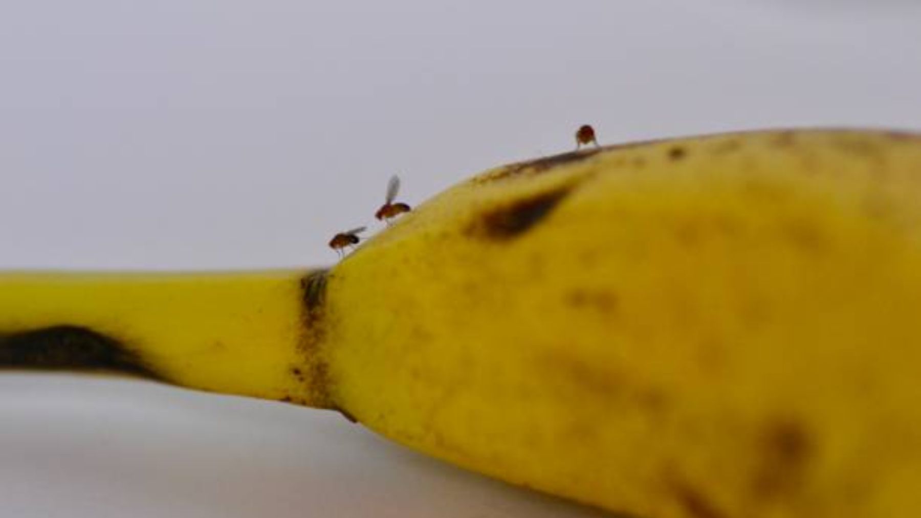 El truco definitivo para deshacerse de las moscas de la fruta