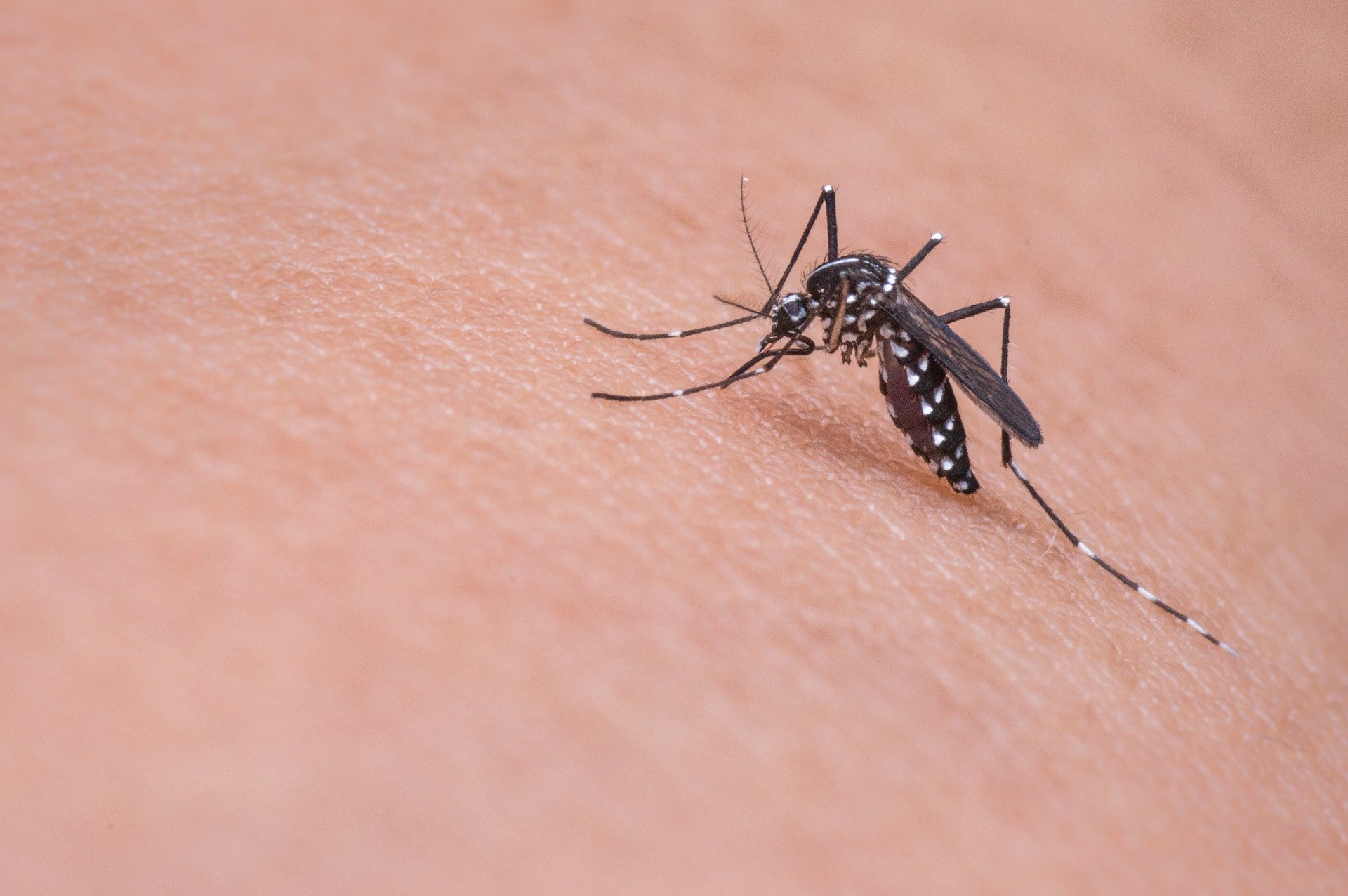 El truco viral más increíble para acabar con los mosquitos: ¡adiós a las picaduras!
