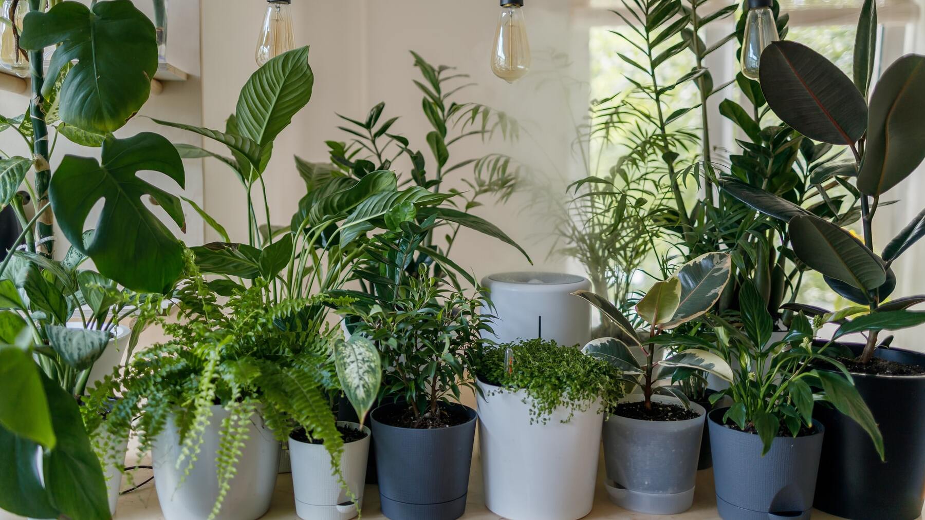El truco viral para regar tus plantas este verano mientras estás de vacaciones