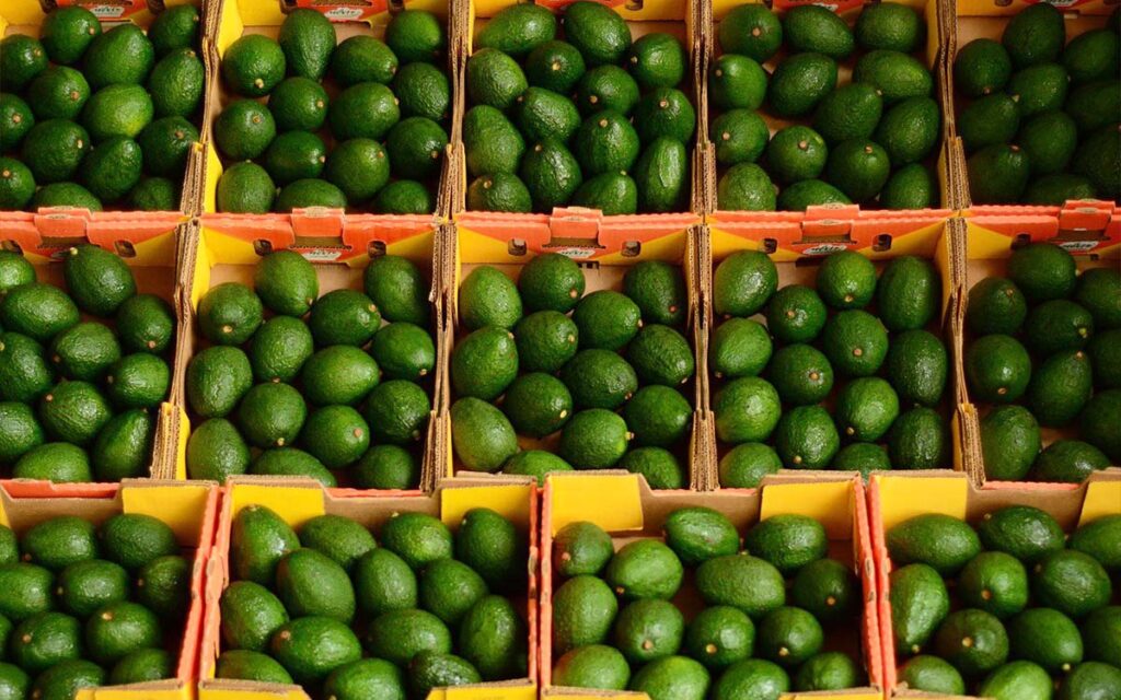 Jalisco exporta por primera vez aguacate a EU, después de 10 años de negociaciones