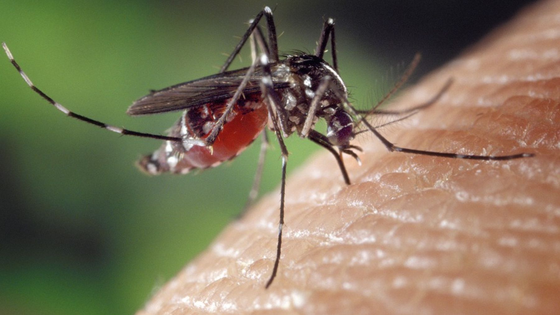 La curiosa razón por la que los mosquitos pican más en los tobillos