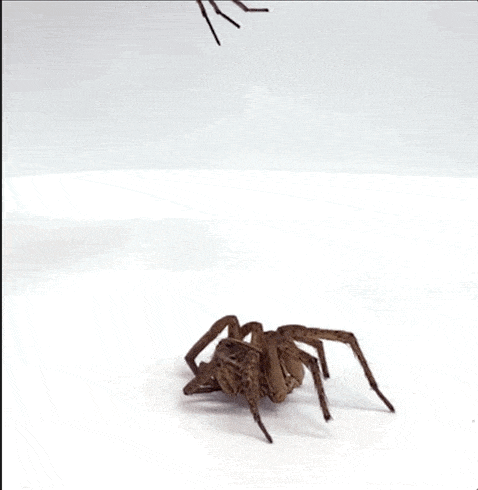los gifs animados muestran arañas necrobóticas agarrando y levantando varios objetos, junto con un primer plano de una articulación flexionada