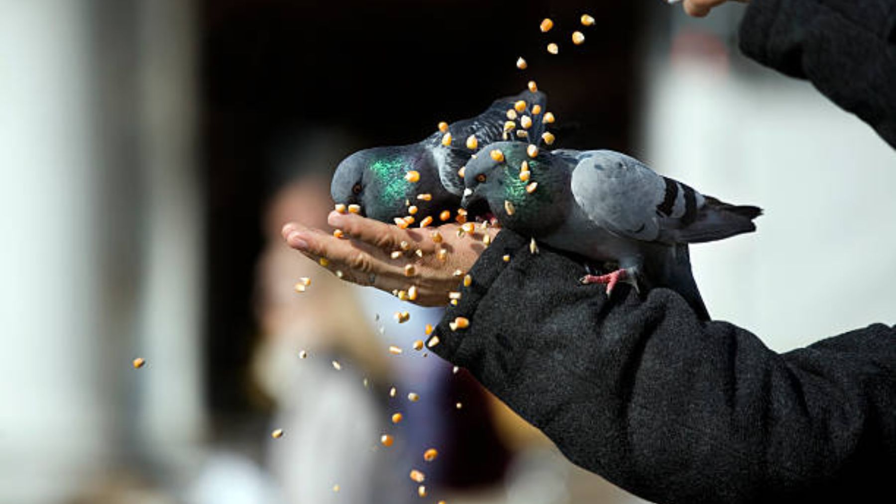 Los peligros de dar de comer a las palomas
