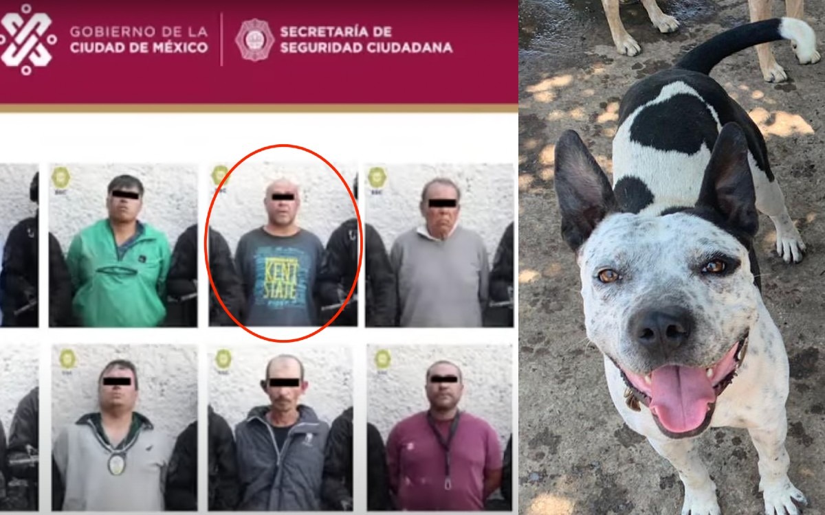 Operativo en Topilejo: denuncian desaparición de perros en pensión y detención de su entrenador