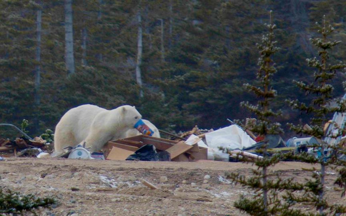Osos polares hambrientos hurgan en la basura ante pérdida de su hábitat | Fotos