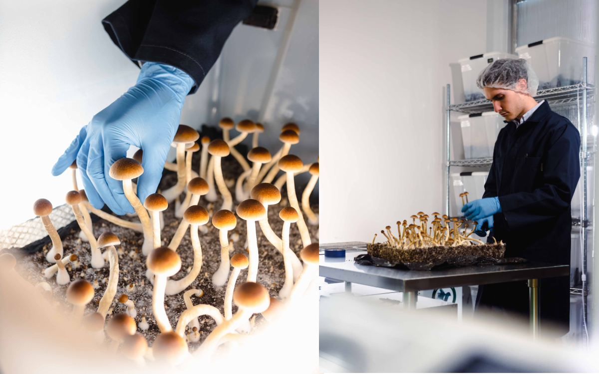 Realizan el primer ensayo con derivados de hongos alucinógenos autorizado por la FDA