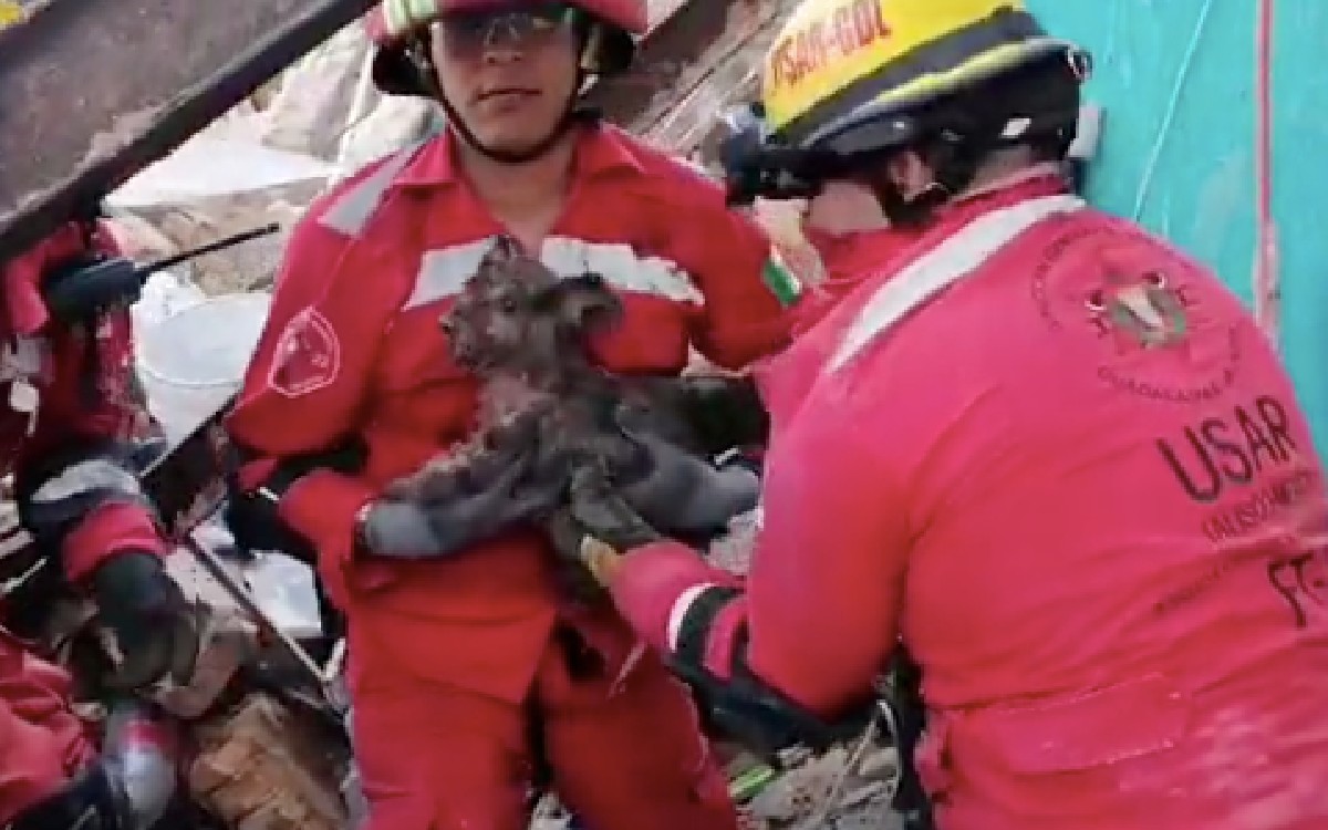 Rescatan a "Lobita" de entre los escombros de explosión en Guadalajara | Video