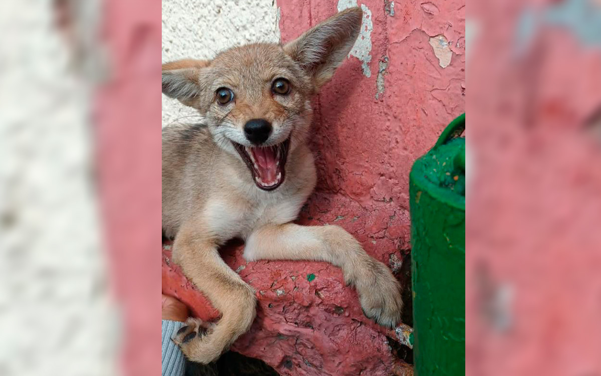 Rescatan una cría de coyote que deambulaba en calles de Azcapotzalco | Fotos