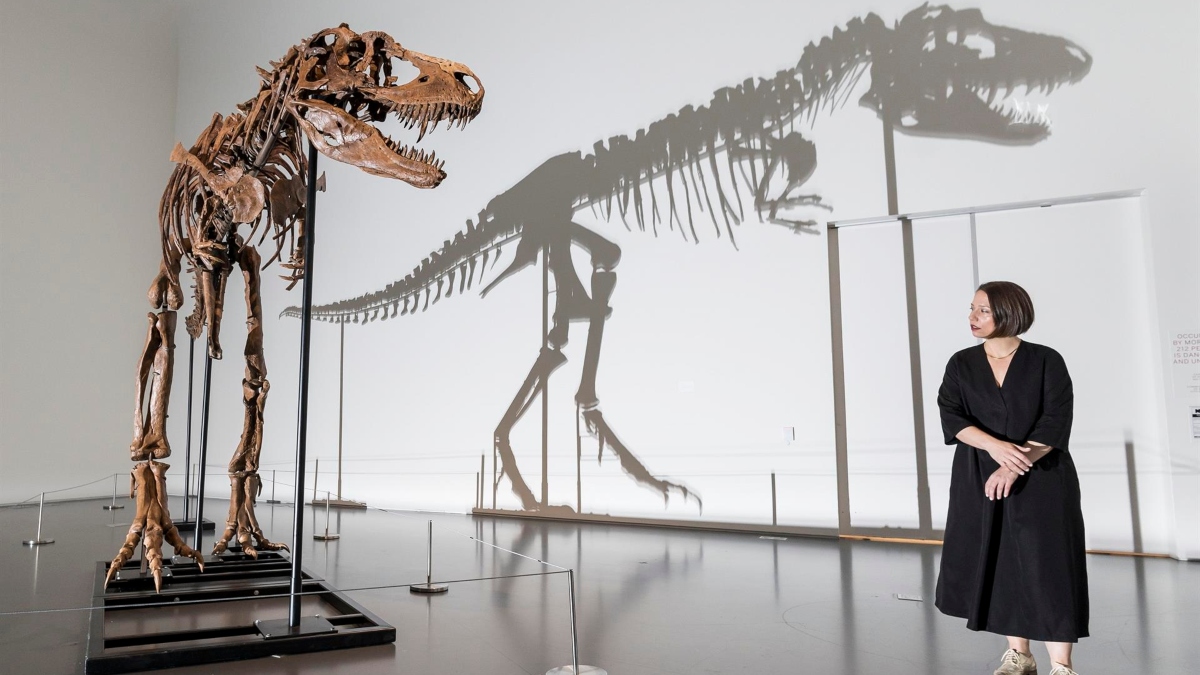 Subastan esqueleto completo de un Gorgosaurus de 77 millones de años