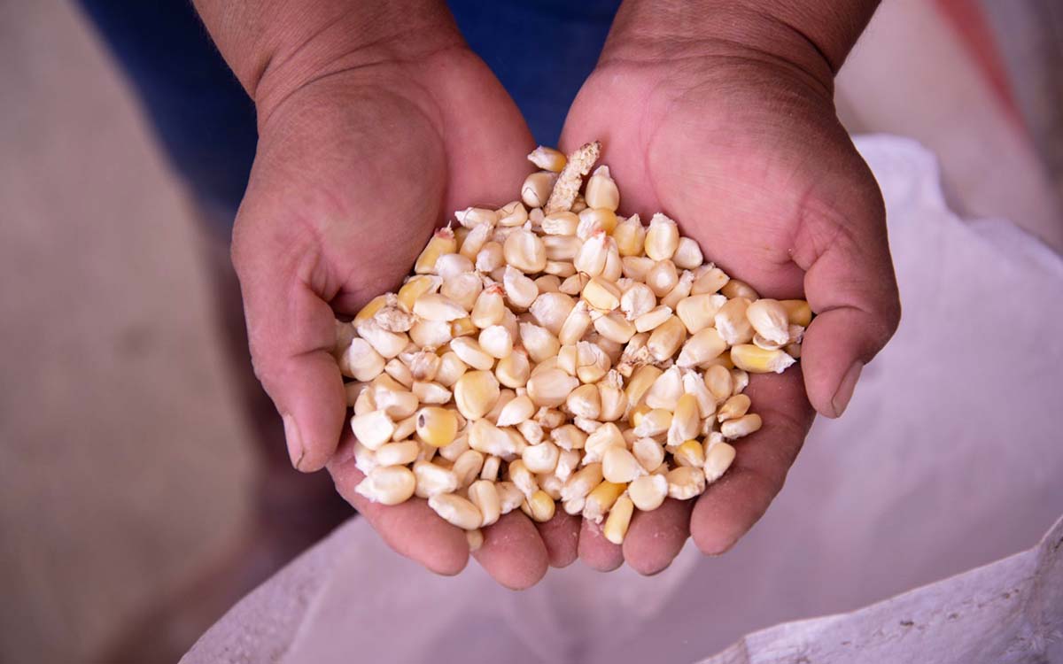 Tras amparo concedido a Monsanto, Conacyt seguirá cumpliendo decreto presidencial contra maíz transgénico y glifosato