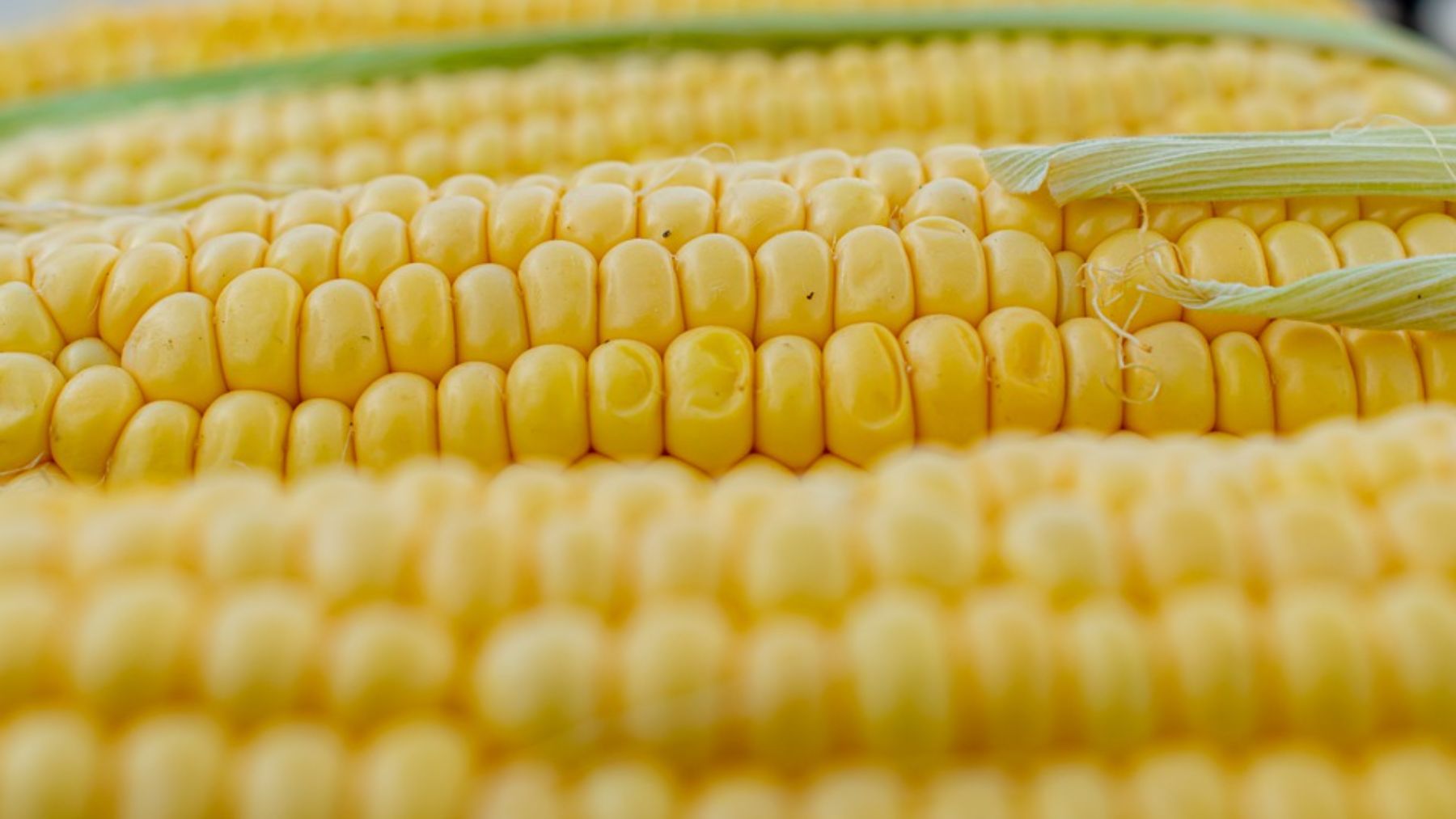 ¿Cuánto maíz hay realmente en cada mazorca?