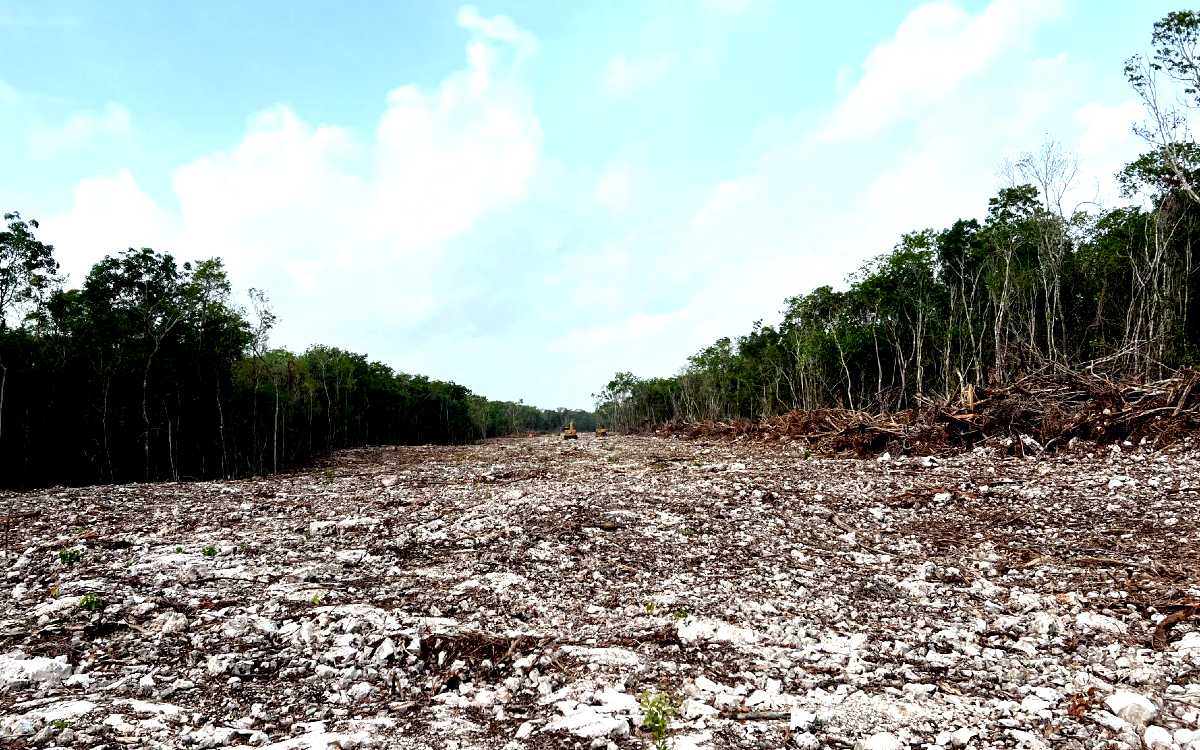 Alista CEMDA denuncias en FGR por devastación provocada por Tren Maya: Abogado ambientalista | Video