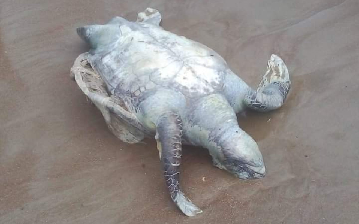 Ambientalistas denuncian 'masacre' de tortugas marinas en Nicaragua