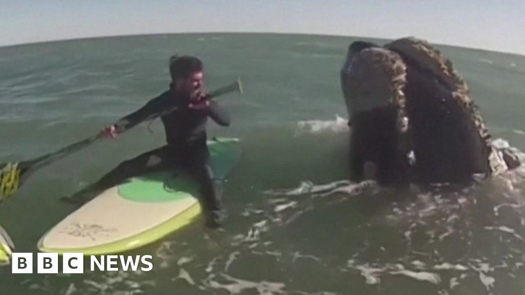 Ballenas sorprenden a dos paddleboarders en Argentina