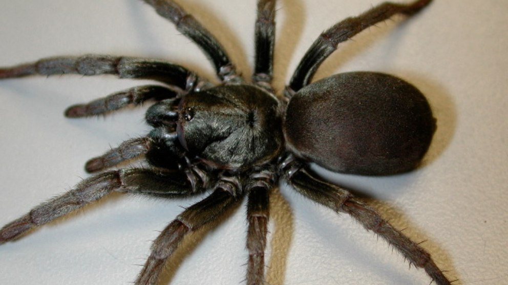 Descubren un nuevo tipo de araña gigante en California