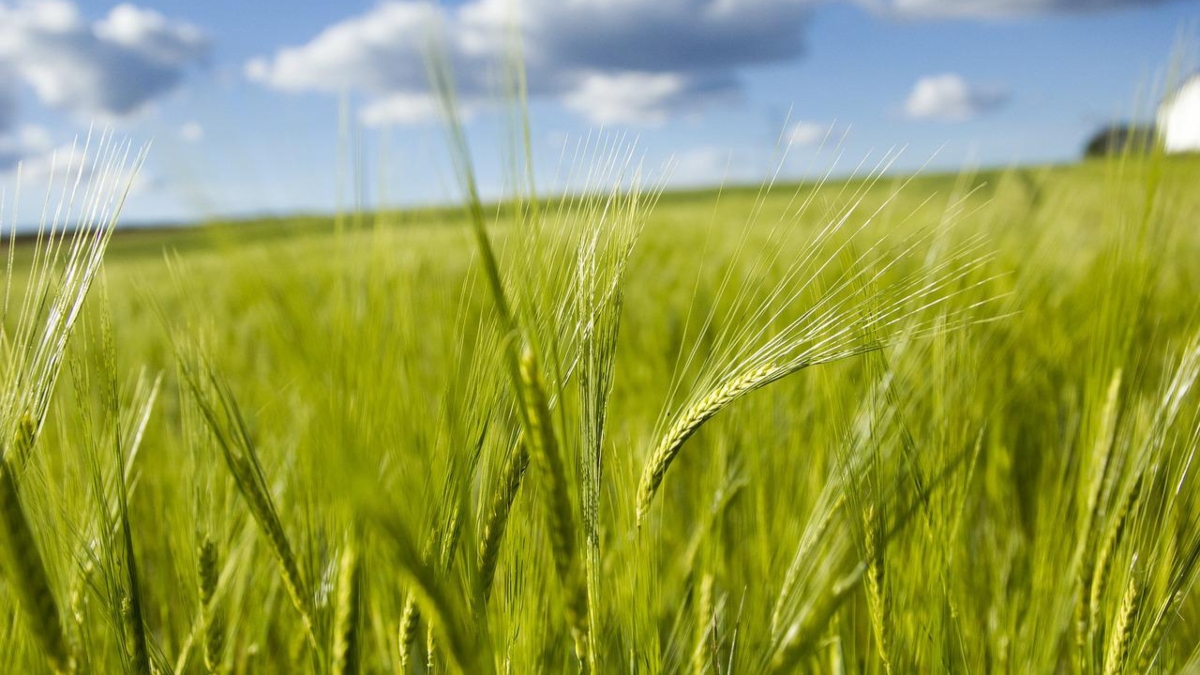 EEUU compra $68 millones de trigo ucraniano para enviarlo a países pobres
