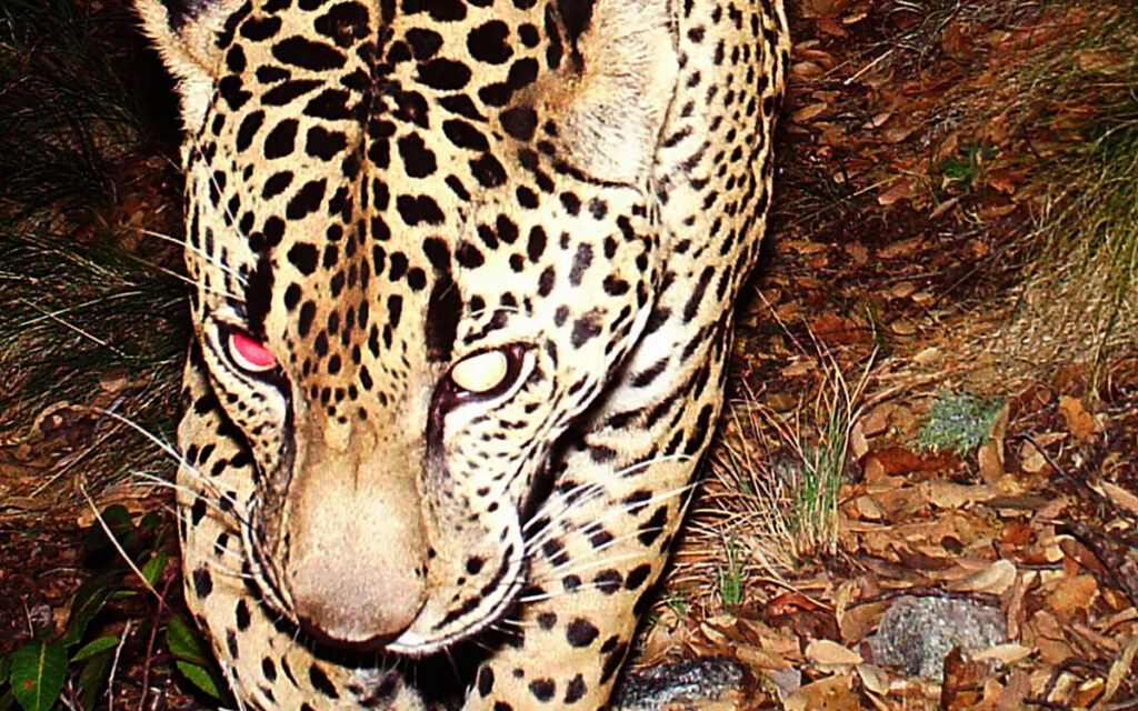 'El Jefe', un jaguar que rondaba las montañas de Arizona, fue captado en Sonora | Video
