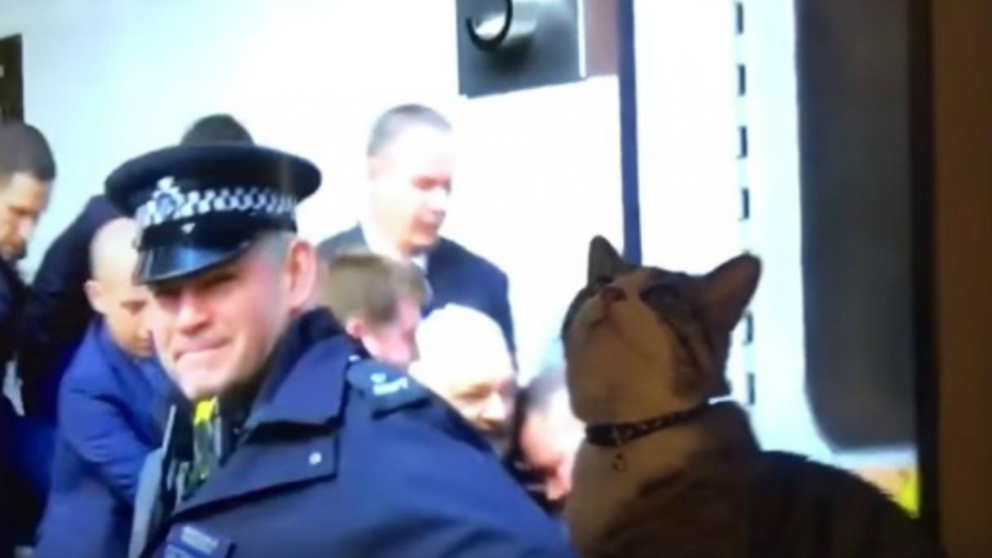El gato de Julian Assange publica un vídeo en Facebook