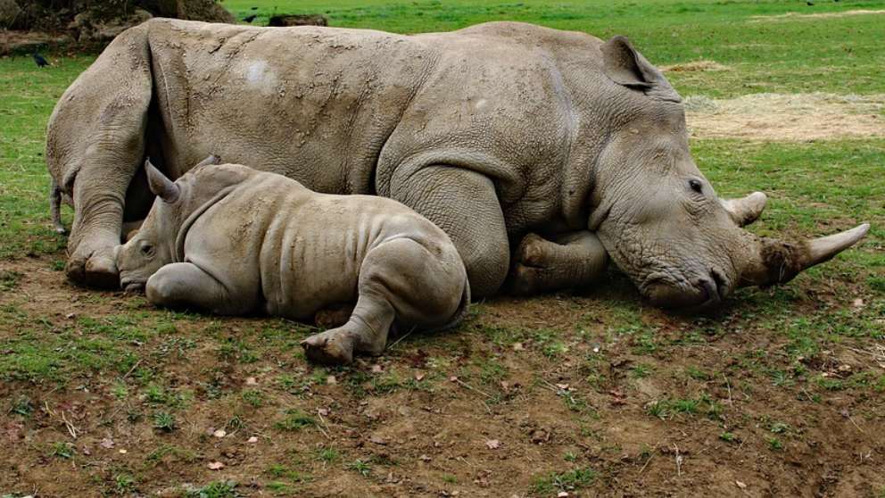 El último rinoceronte blanco del norte busca perpetuar la especie con Tinder
