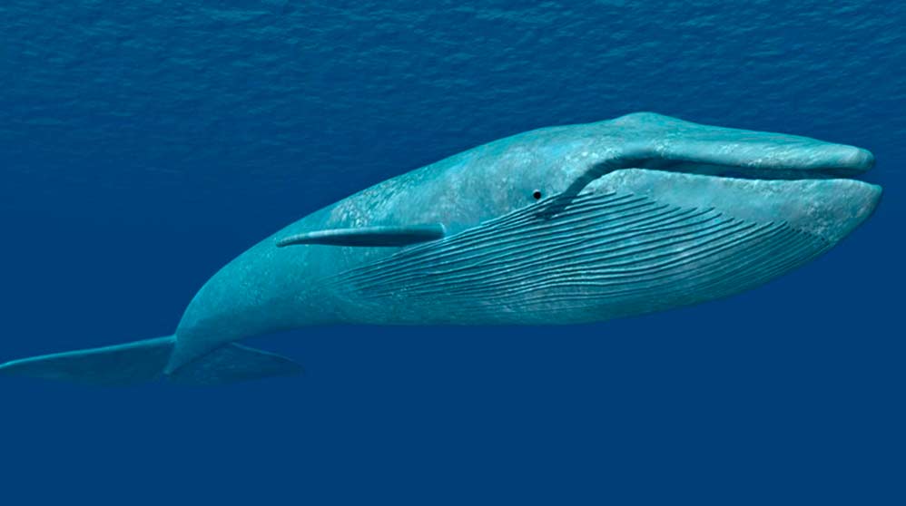 El vídeo de una ballena en busca de un teléfono perdido en el mar