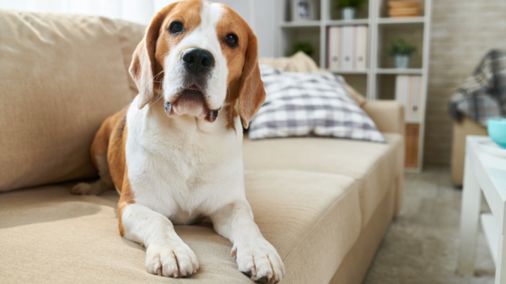 Encuentran a su perro enterrado vivo gracias a la red social