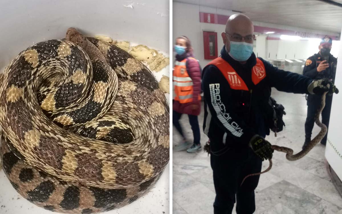 Hallan enorme serpiente en el Metro de la CDMX | Fotos