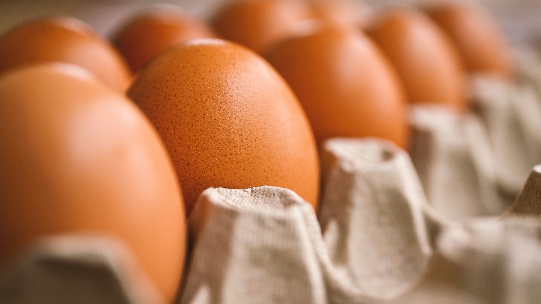 Huevos camperos y huevos ecológicos: ¿En qué se diferencian?