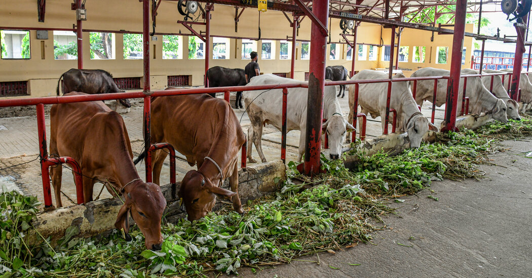 India, un titán lácteo, estudia cómo mantener el flujo de leche en un mundo más cálido