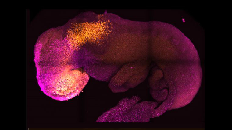 Investigadores reproducen embriones con células madre de ratón