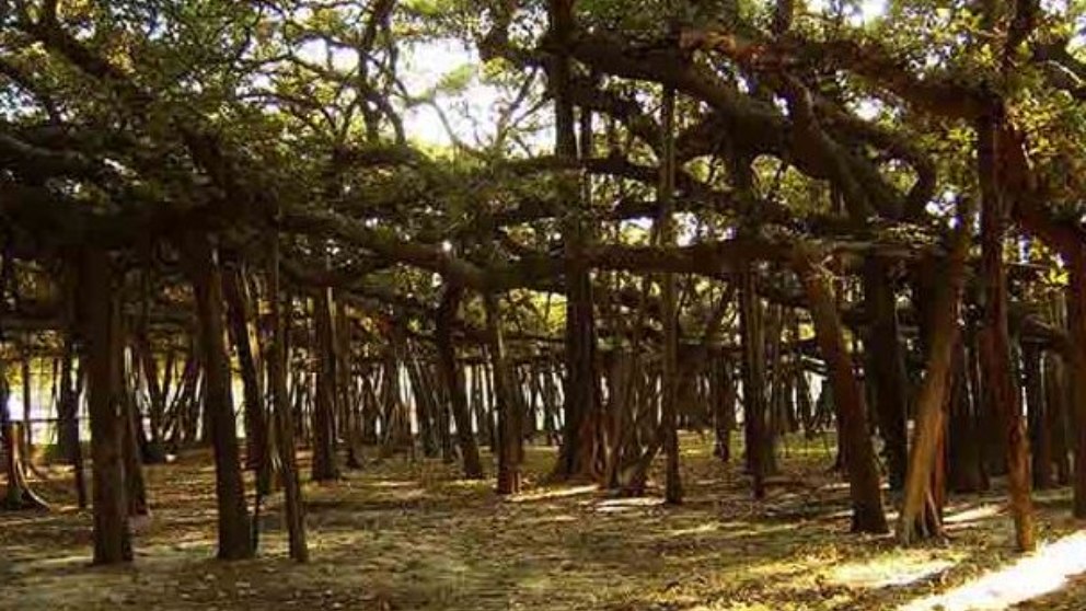 Las claves del gigantesco bosque formado por un solo árbol