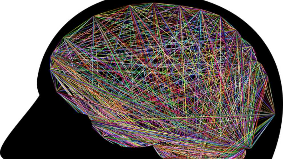 Las neuronas del cerebro crean figuras geométricas al tomar decisiones