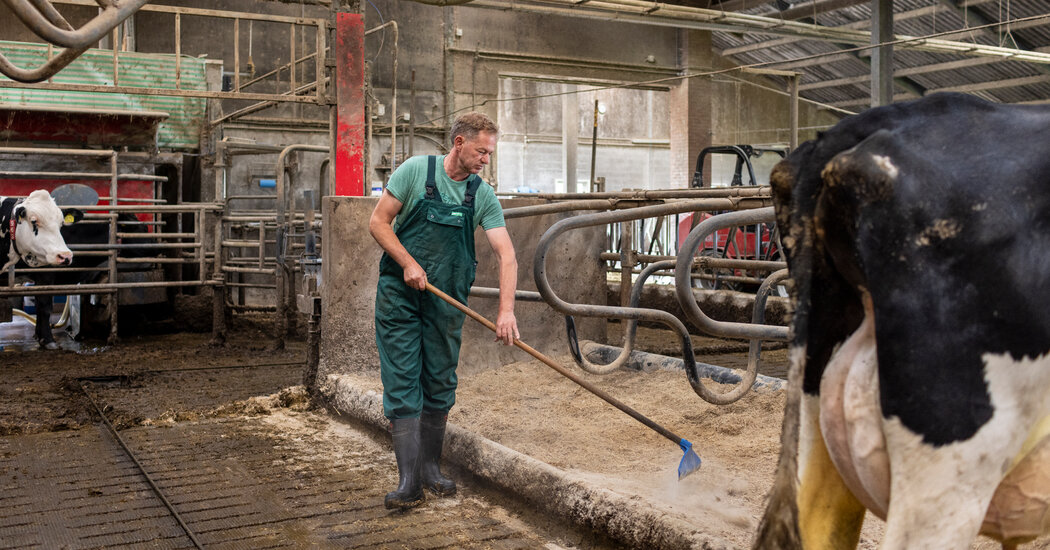 Los productores de lácteos en los Países Bajos están en armas por los recortes de emisiones