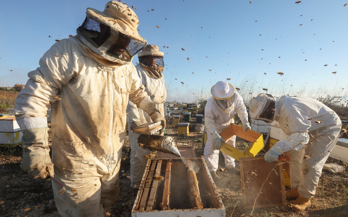 Mueren millones de abejas en Colima tras uso de insecticida Finopril