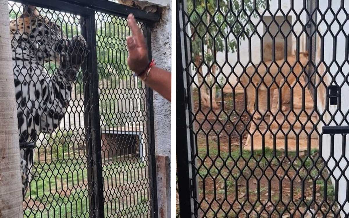 Quintana Roo: Fiscalía asegura un jaguar y una leona durante cateo en Cozumel