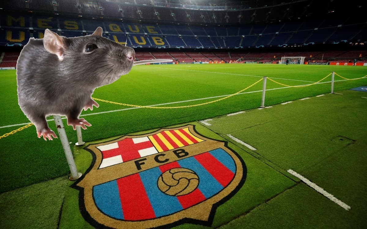 Ratas se pasean por palco del Camp Nou, el estadio del Barsa | Video