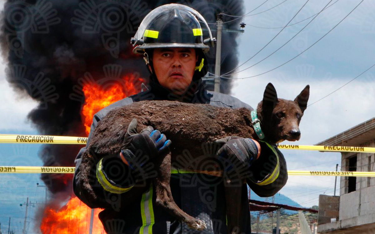 Rescata bombero a perrito de explosión en Amozoc, Puebla